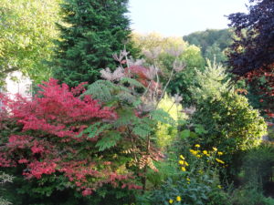 Arbre rouge